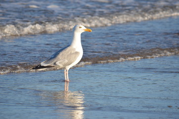 Seagull