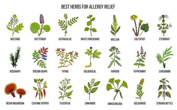 Best herbs for allergy relief