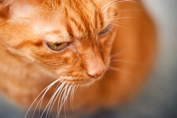 Red cat with interest looks away, emotion of pets, cat growls, toned, selective focus.