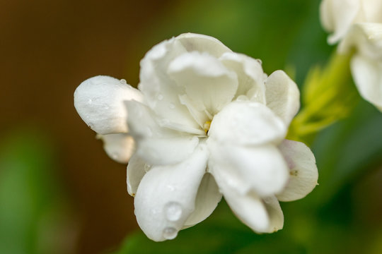 Arabian Jasmine