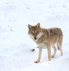 The gray wolf costs on snow