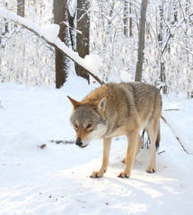 Wolf in the winter wood