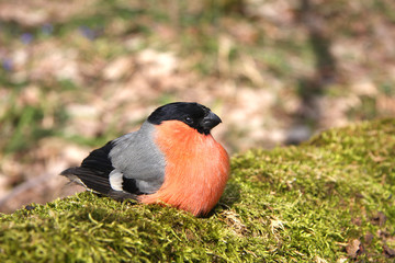 The bullfinch with a red breast
