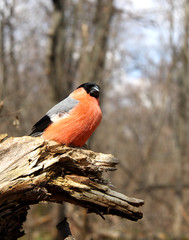 The bullfinch with a red breast