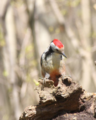 Great Spotted Woodpecker