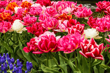 Flower park in Holland, tulip field, Netherlands, Keukenhof