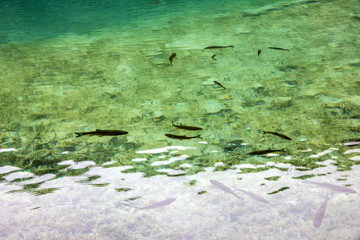 Trout fish farm, Croatia Plitvice lake