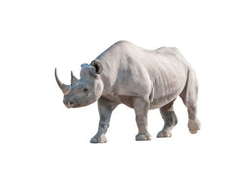 Black rhinoceros isolated in white