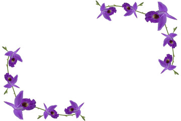 Orchids border with clipping path on white background
