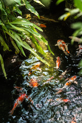 Koi fish in a pond on a sunny day