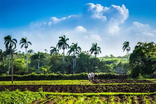HDR - Kubanischer Feldarbeiter bestellt sein Feld in Santa Clara Cuba - Serie Cuba Reportage