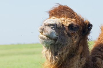 Portrait big and sad camel with a drop of tears in his eye. Reservation Askania Nova, Ukraine