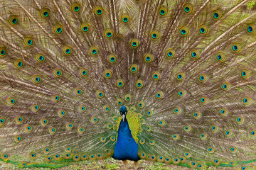 Naklejka premium Beautiful bird male peacock close up. Shot made in Reservation Askania Nova, Ukraine