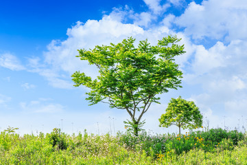 Obraz premium green tree grows in the park