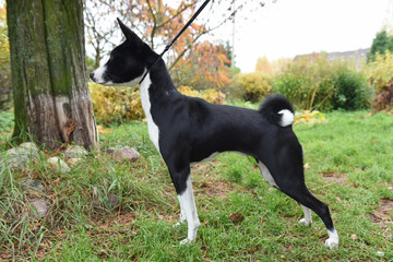 nice adult black and white Basenji dog on nature