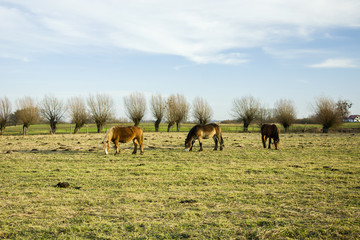 Three grazing horses in the pasture