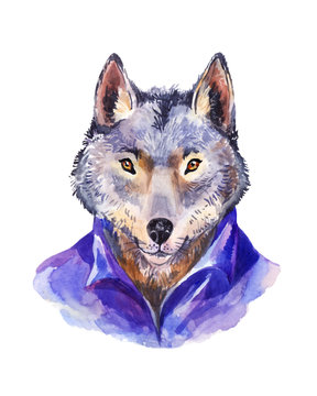 Hipster illustration, wolf in purple shirt , portrait of wild animal