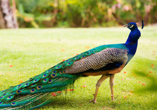 Fototapeta Portrait of a peacock with a loose tail.