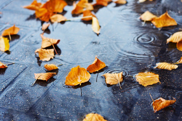 Yellow autumn leaves in a puddle in rainy weather, autumn mood, selective focus.