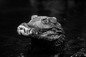 CAIMAN CROCODILE BLACK WHITE IN THE ZOO