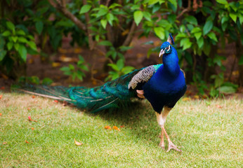 Fototapeta premium Portrait of a peacock with a loose tail.