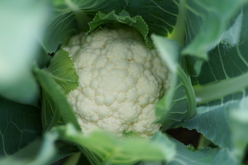 Inflorescence of cauliflower close-up.