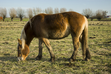 Obraz premium Grazing horse in the pasture