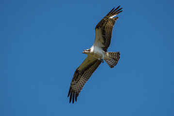 Osprey In Flight