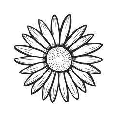 Camomile flower hand drawn