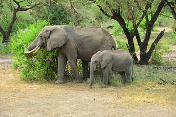 Fototapeta premium African elephants in Lake Manyara National Park Tanzania