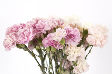 Carnation