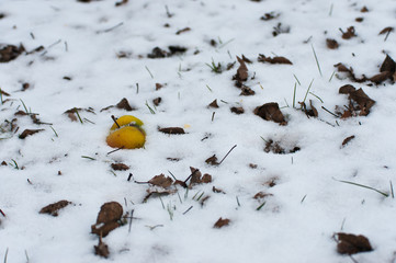 Obraz na płótnie Canvas Yellow, frozen apple in snow, lifeless apple leaves in December.