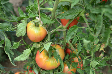 Closeup of half ripe tomatoes growing in a private garden