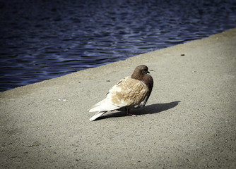 красивый голубь у озера