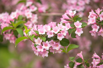 Flowers of beautiful pink weigela