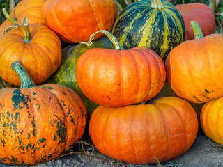 Pumpkins Gathered Together In The Vegetable Garden