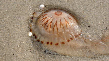 Medusa sulla spiaggia del mare di Wadden