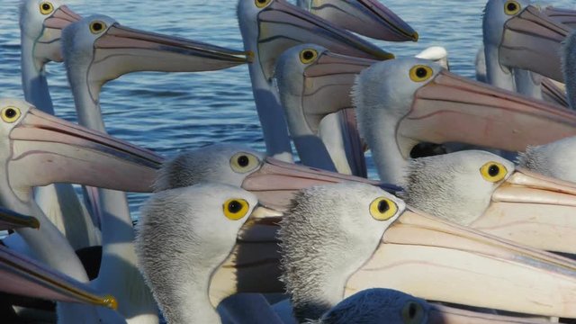 a close up shot of the heads of a flock of pelicans