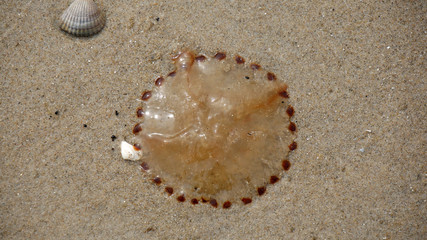Fototapeta na wymiar Medusa spiaggiata sulla sabbia 