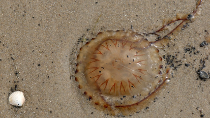 Medusa spiaggiata sulla sabbia 