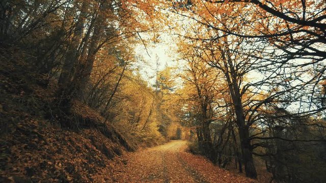 Offroad Drive On Amazing Leaf Paved Autumn Forest