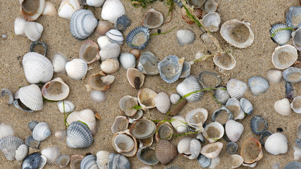 Background sabbia e conchiglie di mare