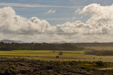 Fields with horse in inland Rota Vicentina in Porto Covo