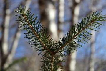 fir needle of spruce