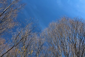 Obraz na płótnie Canvas deep blue sky and naked .autumn trees