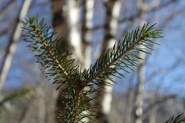 fir needles of spruce