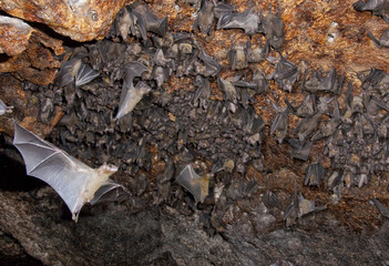 Colony of Egyptian fruit bats (Rousettus aegyptiacus) in cave, coastal Kenya.