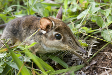 Four-toed Elephant Shrew or Four-toed Sengi (Petrodromus tetradactylus) in coastal Kenya.