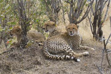 Cheetah (Acinonyx jubatus) family at the den, Masai Mara National Park, Kenya