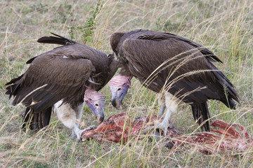 Lappet-faced Nubian Vultures (Torgos tracheliotos) scavenging on reminders of lion prey, Masai Mara national park (Kenya).
